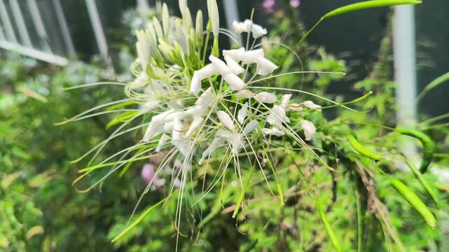 Cleome hassleriana flowers blooming with delicate spider-like petals and tall stems, creating an elegant ornamental display in a colorful garden setting