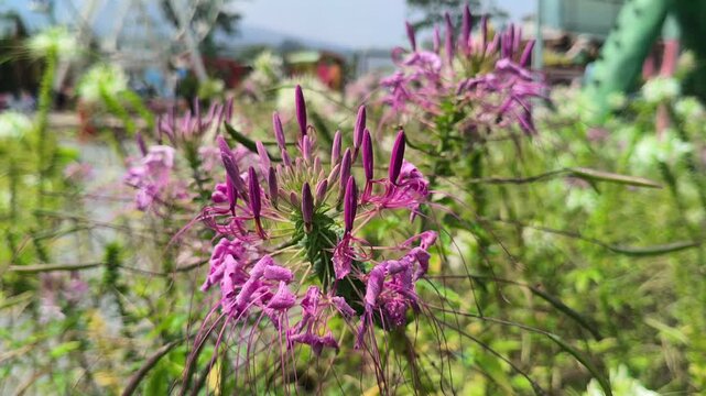 echinacea purpurea seeds Sow Right Seeds - Purple Coneflower/Echinacea Flower Seeds for Planting - Non-GMO Heirloom Seed