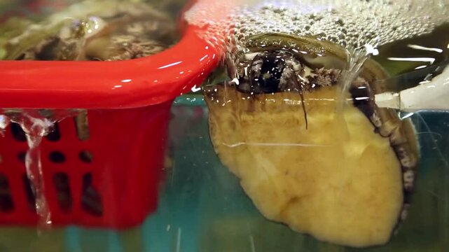 전복 클로즈업 수산물 식재료 신선한 해산물 서울: 대한민국 서울의 수산시장에서 촬영된 살아있는 전복의 상세한 모습입니다. 수족관 벽에 붙어 있는 전복의 육질과 질감을 초근접 촬영으로 담아냈으며, 고품질 해산물 식재료, 건강 식단, 수산물 유통의 신선함을 상징하는 실내 영상입니다.