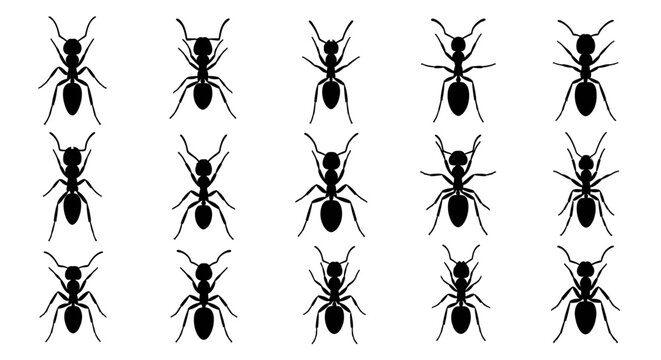 Repetitive grid pattern featuring numerous identical black ant silhouettes, symbolizing insect colonies, teamwork, or pest control themes in a clean, minimalist vector graphic