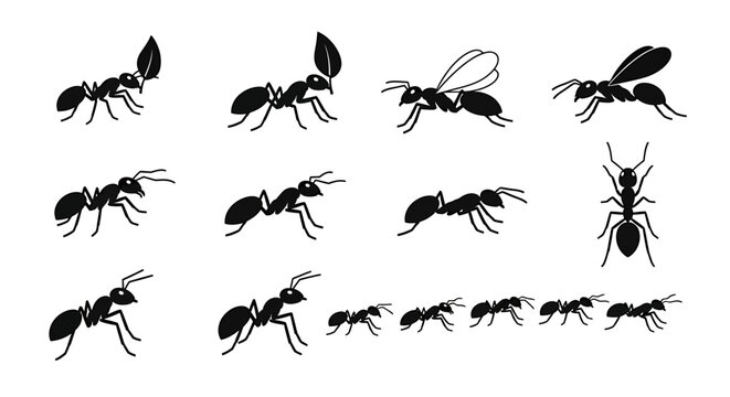 Exploring the intricate world of insects through a versatile collection of ant vector silhouettes, ideal for educational graphics, nature-themed designs, and biological studies
