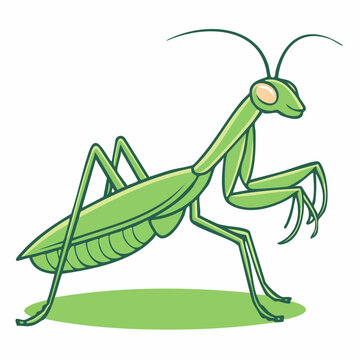 Cartoon Praying Mantis Insect Illustration