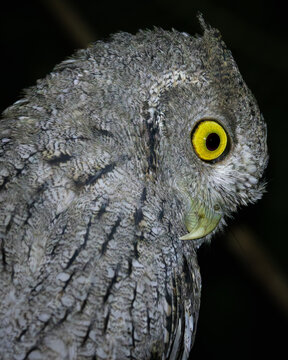 Costa Rica Pigmy Owl 
Buho peque&ntilde;o Costa Rica