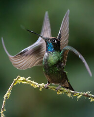 Colibrí en movimiento © Michael