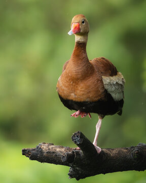 Duck on Costa Rica, Palo Verde
Pato en Costa Rica, Palo Verde