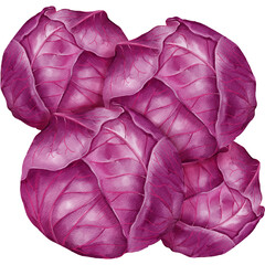 Obraz premium Illustration of Fresh Red Cabbages