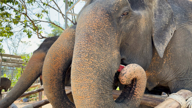 Asian Elephant Using Trunk to Eat Food at Phuket Sanctuary