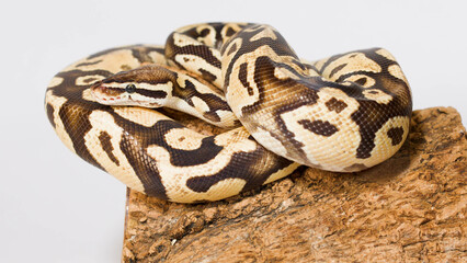 Fototapeta premium Coiled Ball Python Resting on Cork Bark Against White Background
