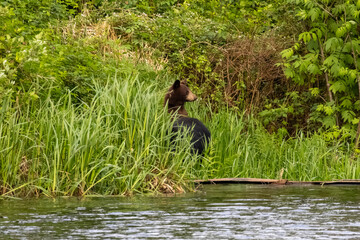 Cinnamon phase American black bear cub peering through tall grass at Minnekhada Regional Park Coquitlam British Columbia Canada © Joao Vieira