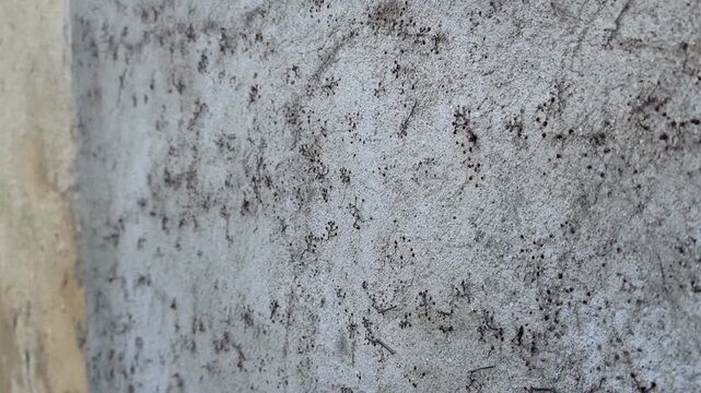 Old weathered building wall peeling plaster grey concrete texture rustic urban background industrial architecture candid style decay surface details damaged cement masonry aged gritty atmosphere.