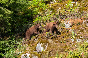 Two cinnamon phase American black bear cubs on a mossy rocky hillside at Minnekhada Regional Park Coquitlam British Columbia Canada © Joao Vieira