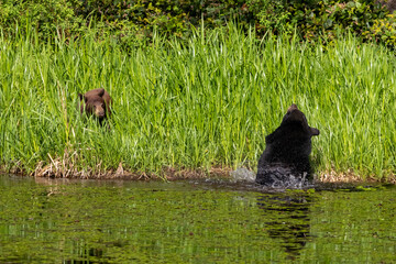 Adult black bear splashing in a pond next to a cinnamon cub in tall grass at Minnekhada Regional Park Coquitlam Canada © Joao Vieira