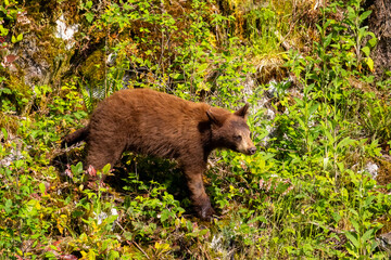 Young cinnamon phase black bear cub walking across a mossy hillside in Minnekhada Regional Park Coquitlam Canada © Joao Vieira
