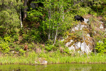 Black bear and cinnamon cub foraging on a steep mossy rock face at Minnekhada Regional Park Coquitlam Canada © Joao Vieira