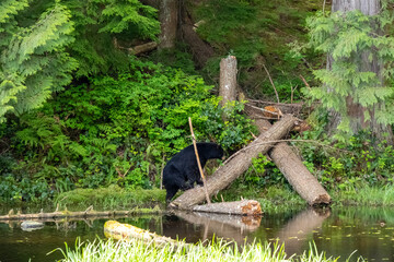 Profile of a cinnamon phase black bear cub standing by the water at Minnekhada Regional Park Coquitlam British Columbia Canada © Joao Vieira