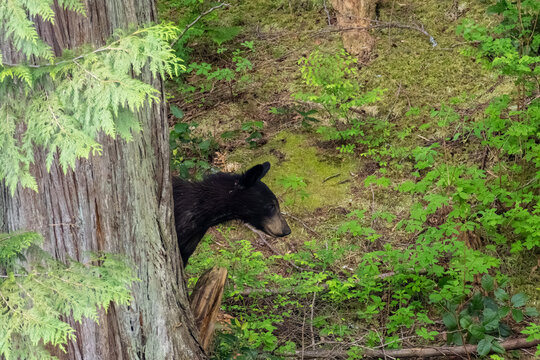 Black bear climbing over fallen logs along the shoreline at Minnekhada Regional Park in Coquitlam British Columbia Canada