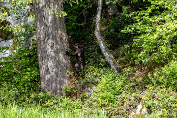 Young black bear cub climbing a large tree trunk in the forest at Minnekhada Regional Park British Columbia Canada © Joao Vieira