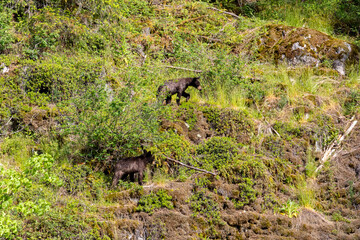 Two black bear cubs foraging on a mossy hillside at Minnekhada Regional Park British Columbia Canada © Joao Vieira
