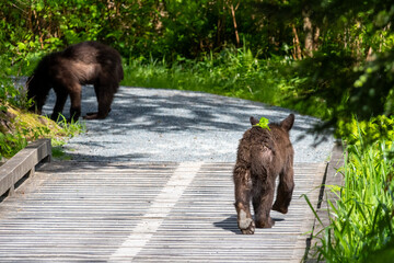 Two American black bear cubs walking across a wooden boardwalk bridge in Minnekhada Regional Park British Columbia Canada © Joao Vieira