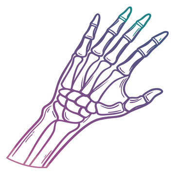 Skeleton hand bones in gradient line art drawing.