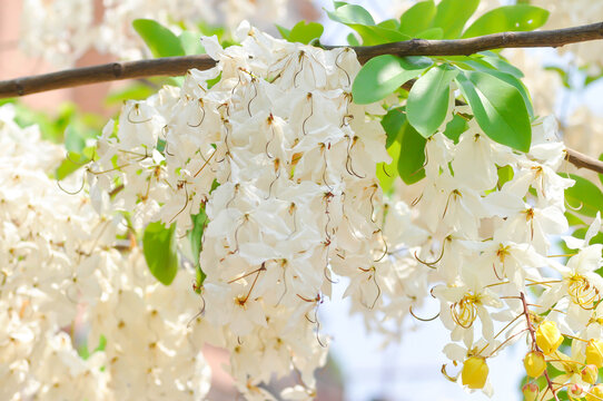 Cassia x nealiae H S Irwin and Barneby, fabaceae or LEGUMINOSAE CAESALPINIOIDEAE or White Rainbow Shower Tree or white flower