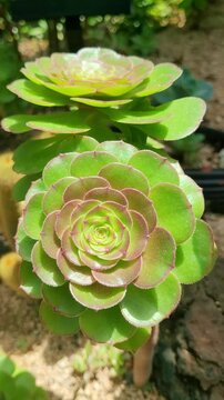 4K vertical stock footage of green aeonium arboreum succulent in a botanical garden greenhouse