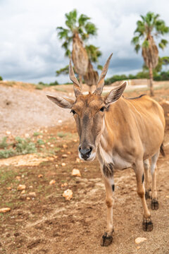 Close-up portrait of a common eland antelope in Cabarceno Natural Park, Spain. The eland is a large savannah antelope and is native to East and Southern Africa. It is a popular zoo