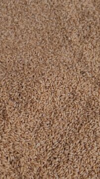 Full frame macro shot of raw wheat grains or gehu as food background