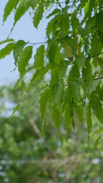 Close up of vibrant green Ashoka tree leaves on a branch in a garden