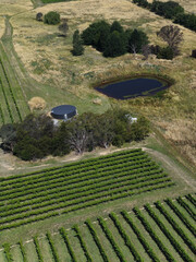Obraz premium Aerial View of Vineyard Rows with Water Pond in Murrumbateman Australia