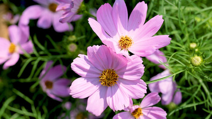 Fototapeta premium Vibrant Pink Cosmos Flowers Blooming in Rama 9 Park Garden