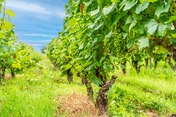 Obraz premium Rows of grape vines laden with unripe green grapes in a vineyard in France, showcasing viticulture and the winemaking process, set against a backdrop of a clear blue sky and lush.
