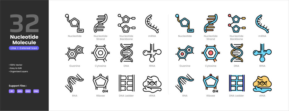 Nucleotide icon set collection - colored outline line art style. Containing strand backbone mRNA guanine cytosine DNA tRNA RNA ribose DNA ladder rRNA.