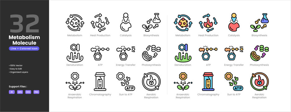Metabolism icon set collection - colored outline line art. Aerobic Respiration Anaerobic Respiration Biosynthesis Catalysis Chromatography Denaturation Energy Transfer Heat Production Photosynthesis