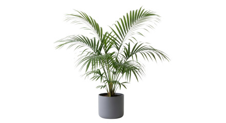 Obraz premium Tropical areca palm in gray ceramic pot, lush green indoor houseplant for modern interior decor, vibrant potted palm tree with feathery fronds isolated PNG with Transparent Background