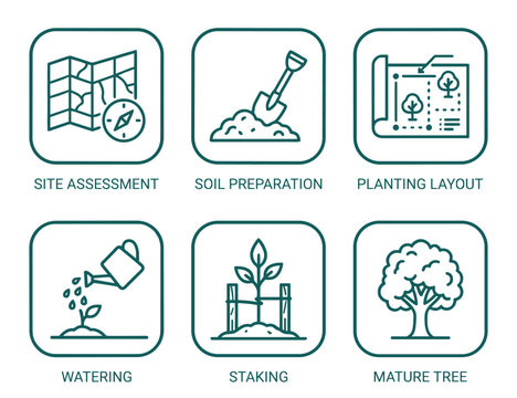 Arboriculture and tree planting process icons set featuring site assessment and watering.