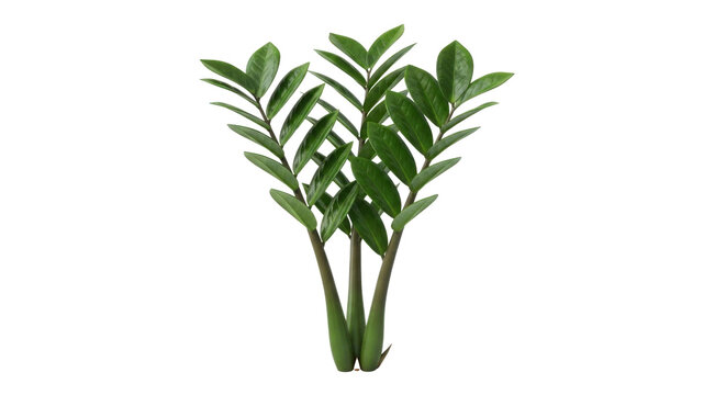 Zamioculcas zamiifolia houseplant with lush green leaves, tropical ZZ plant for interior decoration, exotic indoor foliage plant isolated PNG with Transparent Background