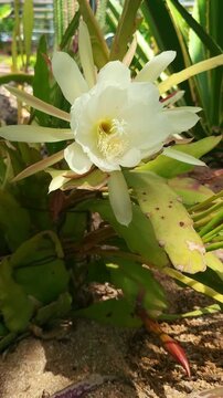 4K vertical stock footage of pure white flower of an epiphyllum orchid cactus plant. Captured in May at a serene botanical park with beautiful spring nature scenery.
