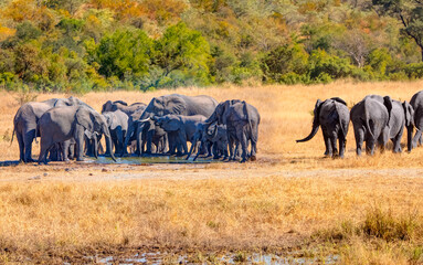 A group of elephant families go to the water's edge for a drink - African elephants standing near lake in Kruger National Park, South Africa © muratart