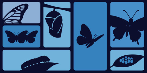 Butterfly life cycle stages: egg, caterpillar, chrysalis, and adult butterfly silhouettes on blue background. © Riki