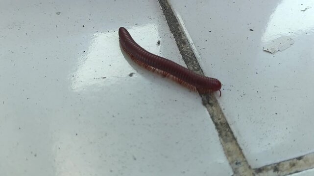 Close up of a small dark red millipede insect with many legs walking across a white tiled surface with a thin grout line