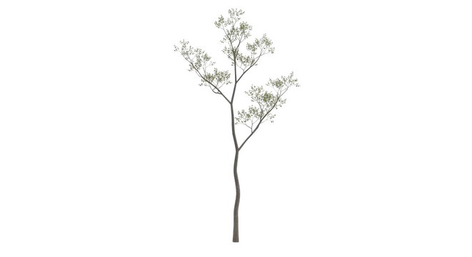 Slender young tree with delicate green leaves, minimalist sapling with thin brown trunk, architectural plant for landscape visualization isolated PNG with Transparent Background