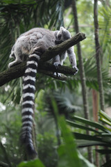 Fototapeta premium Lemur rests on a branch in a lush green environment