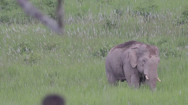 Majestic Tusker: Dominant Male Elephant in the Wild