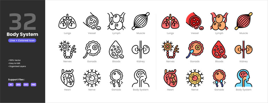 Human body system icon set collection - colored outline line art style. Containing lungs Blood Body Systems Gonads Gonads Heart Kidneys Lymph Muscles Nerve Nerves Vessels. Human internal organ part.