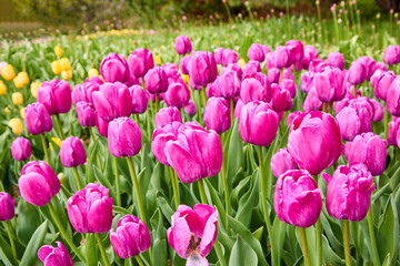 Obraz premium Close-up of bright pink tulips in full bloom on a pretty spring day