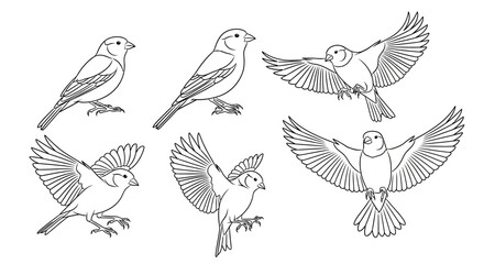 Fototapeta premium Set of sparrow birds in various flying and perched poses, line art