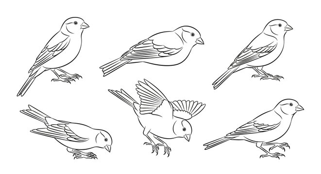Set of Hand-Drawn Canary Birds in Various Poses, Nature Illustration