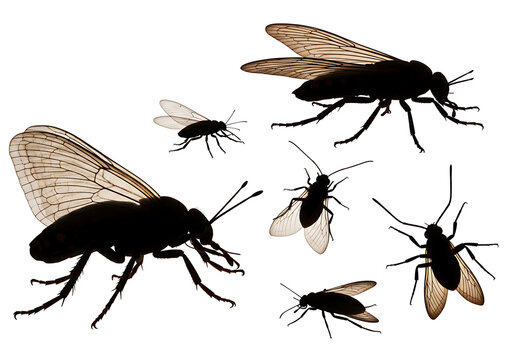 Black Flies with Brown Wings on White Background
