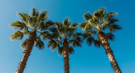 Fototapeta premium Palm tree canopy perspective nature background